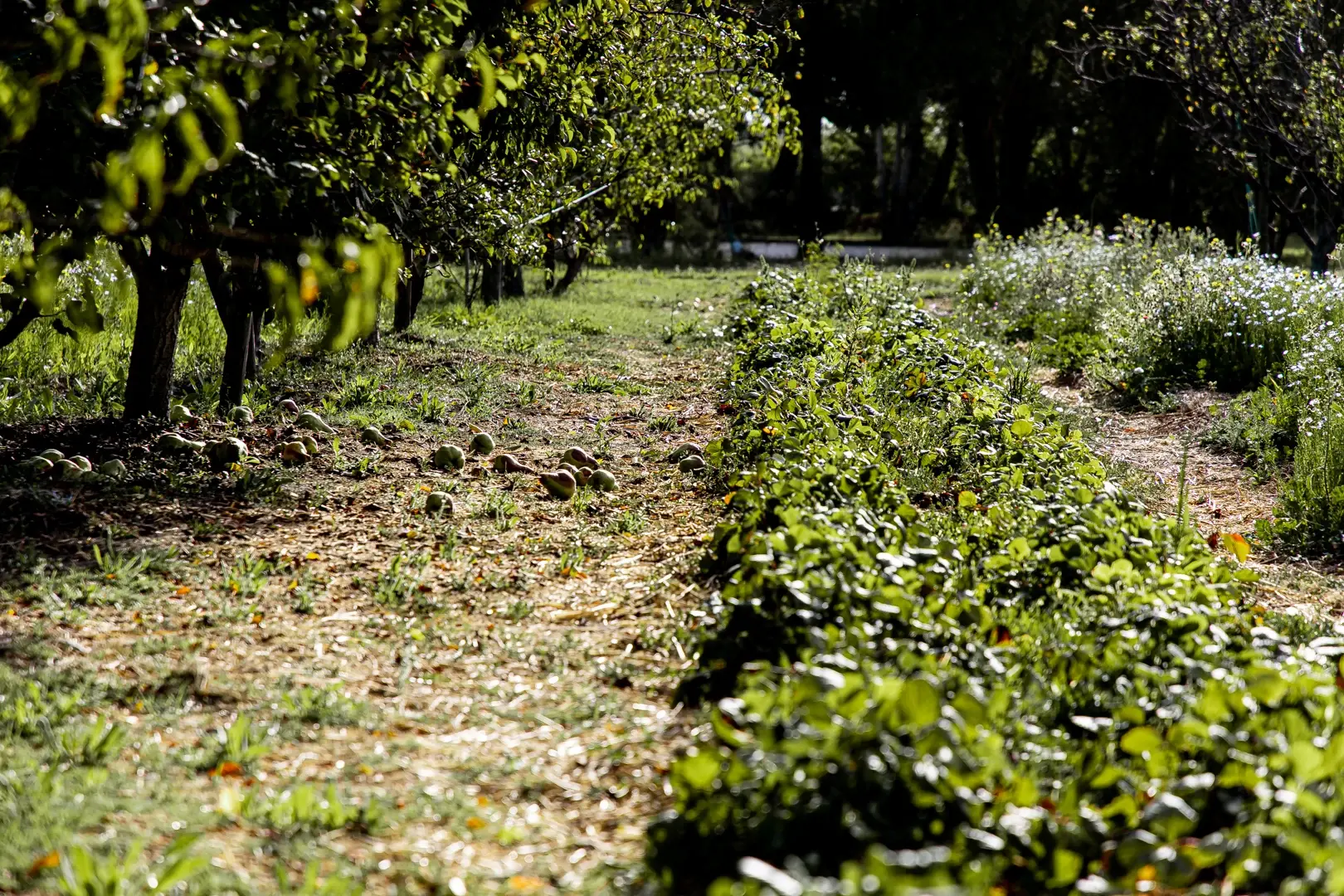 200823_LMA_SUIVIPOTAGER_ETE_ADRIANDEWEERDT-9