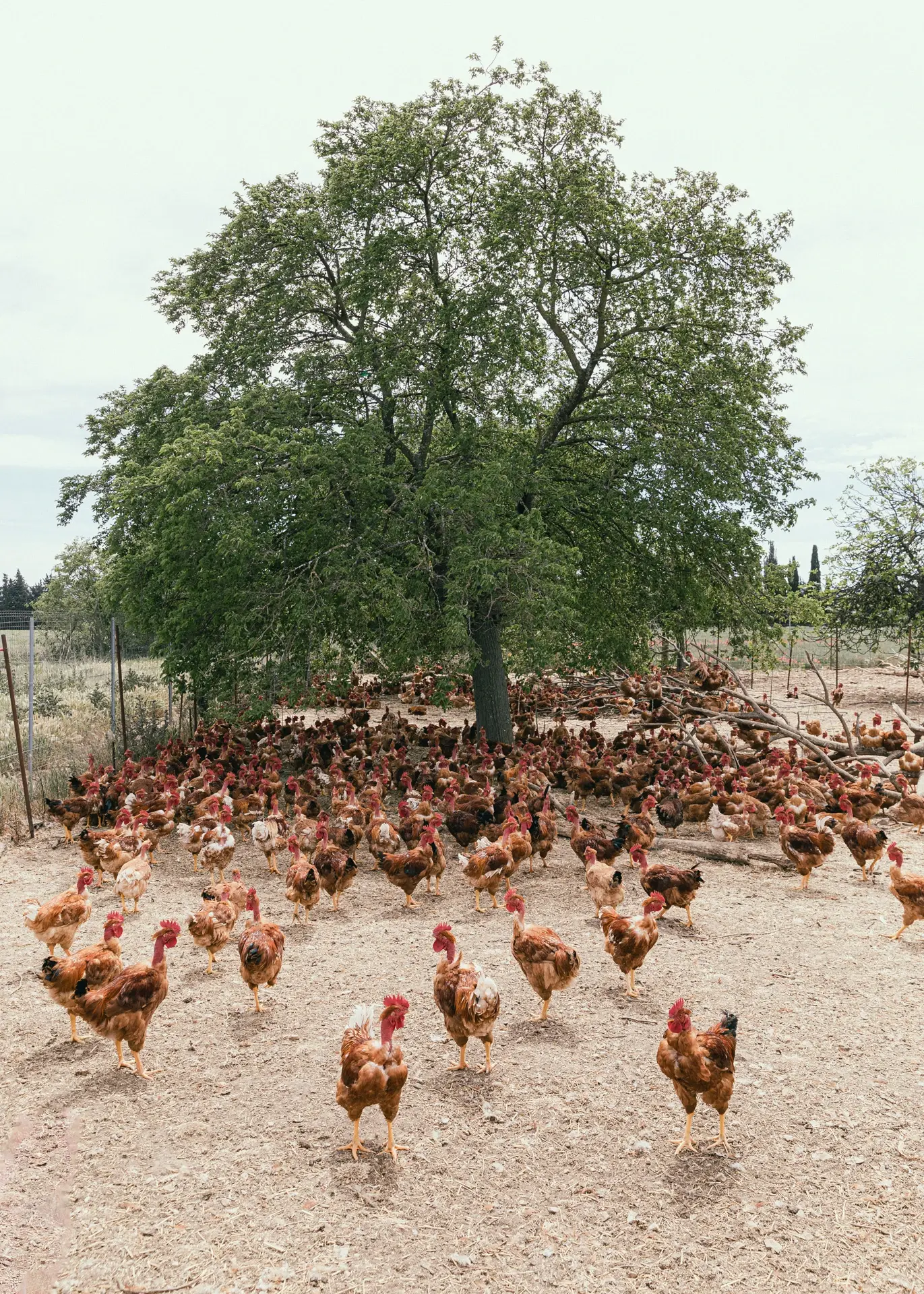 230426-LMA-SOURCING-PONS-ADRIANDEWEERDT-9-1