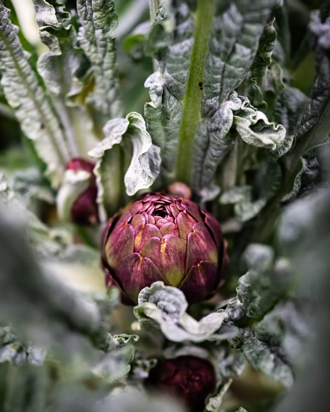 250403-LMA-LACHASSAGNETTE-BENOITMILLOT-6