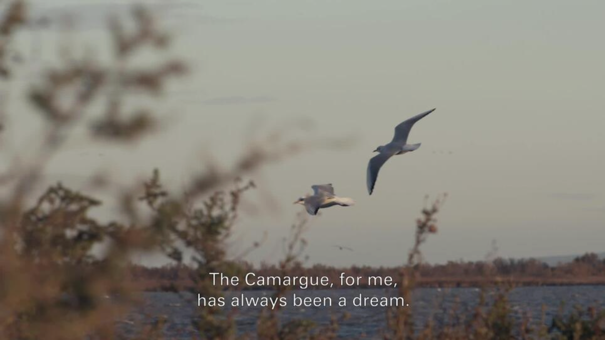 camargue