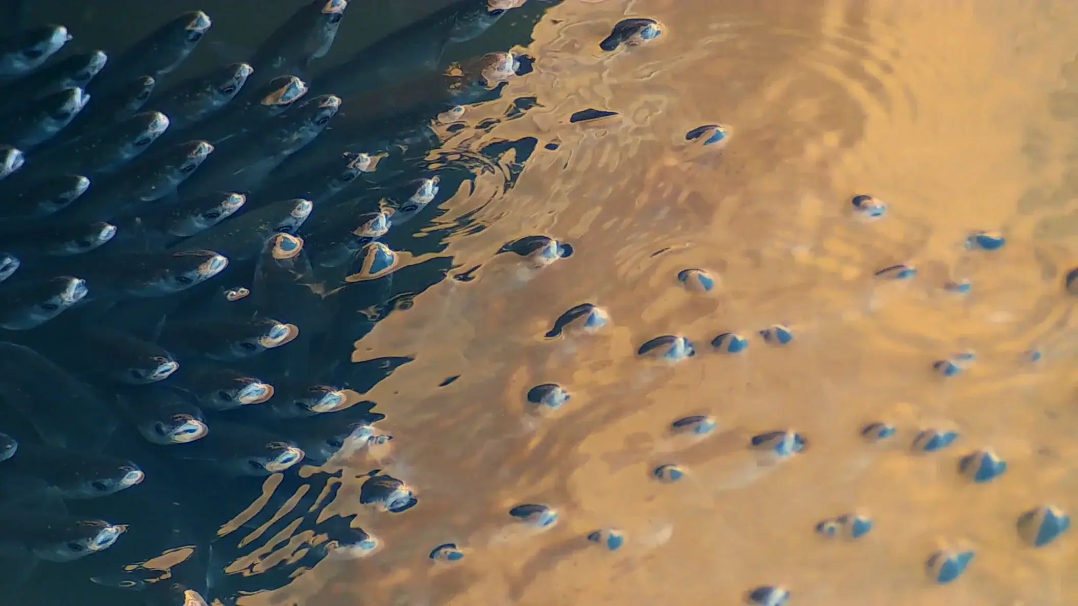 CosmofoniaCamargues_STILL_260306_01_45_57_24 - 2112 x 1188