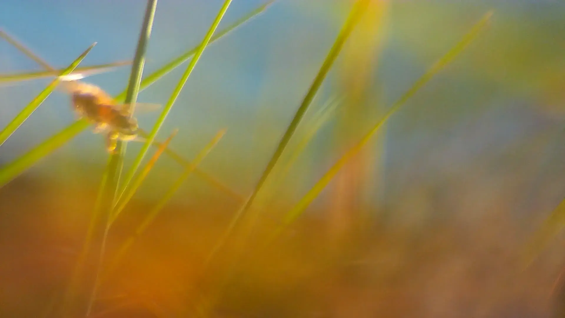 CosmofoniaCamargues_STILL_260306_01_09_41_00 - 1920 x 1080