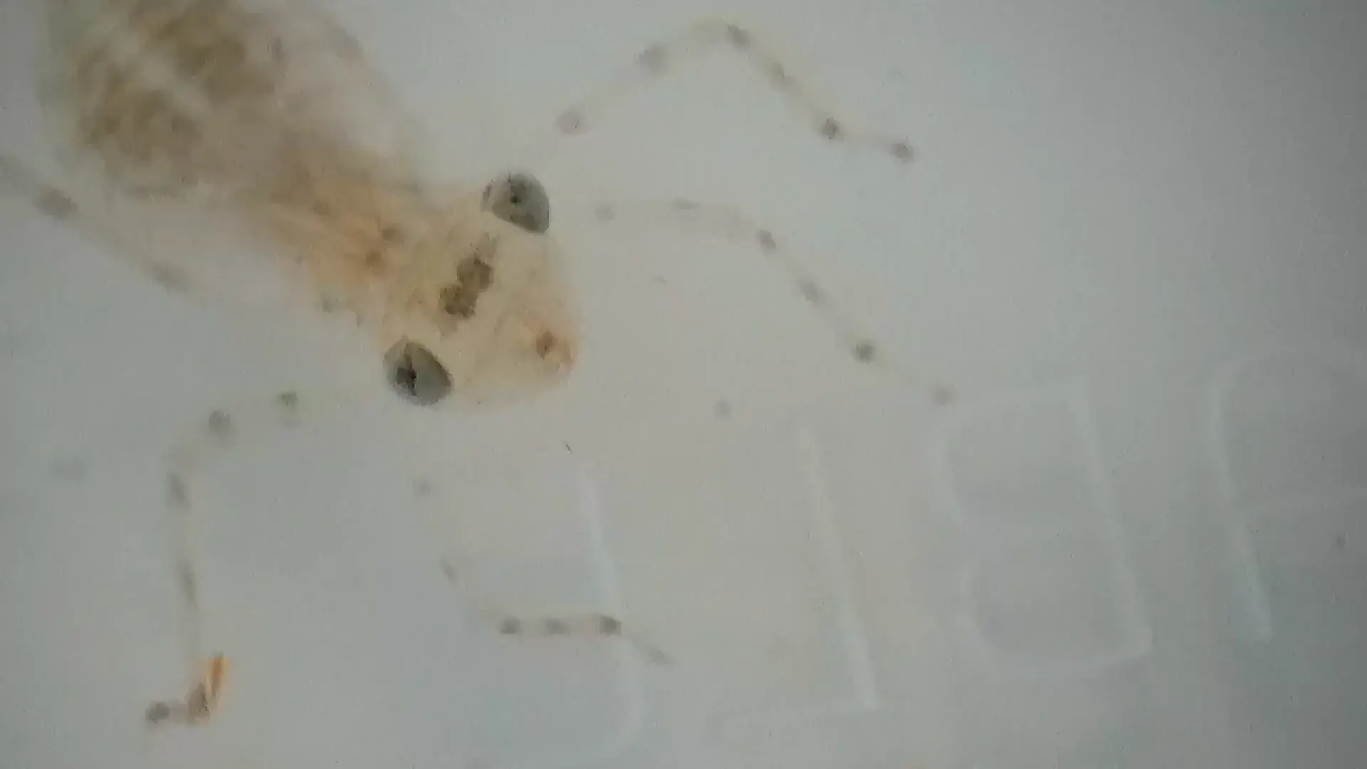 CosmofoniaCamargues_STILL_260306_02_12_49_16 - 1920 x 1080